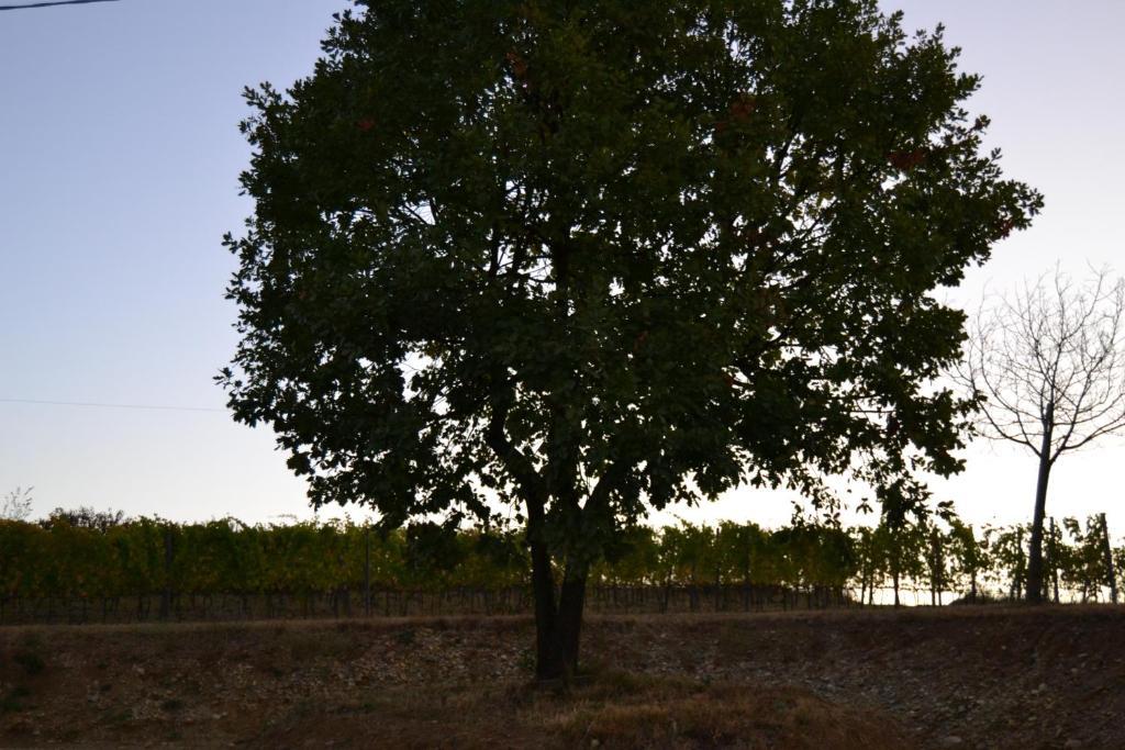 Agriturismo Costa Dei Platani Acqui Terme Dış mekan fotoğraf