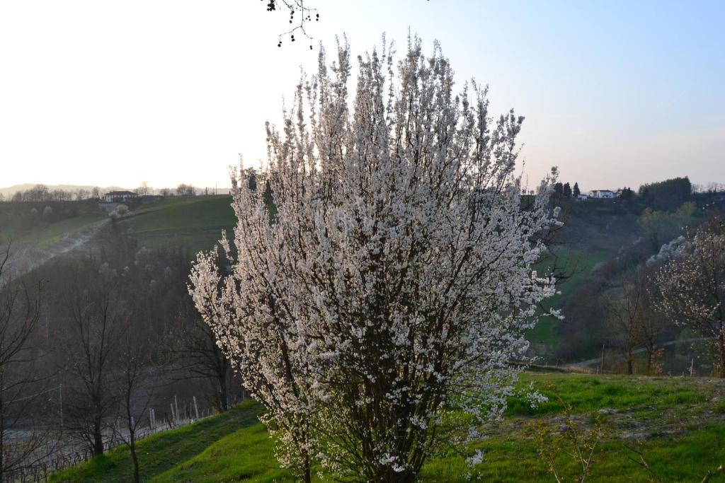 Agriturismo Costa Dei Platani Acqui Terme Dış mekan fotoğraf